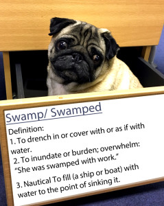 pug-word-of-the-day 4