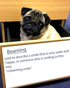 pug-word-of-the-day 5