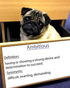 pug-word-of-the-day 8