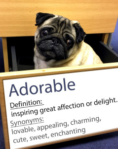 pug-word-of-the-day day 1