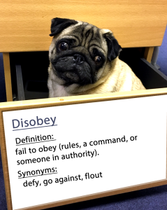 disobay.fw