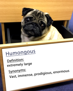 humongus word of the day.fw