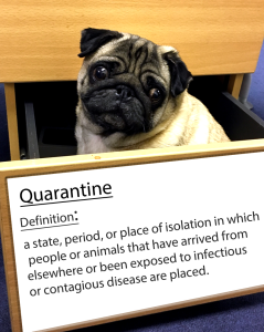 pug-word-of-the-day 23.fw