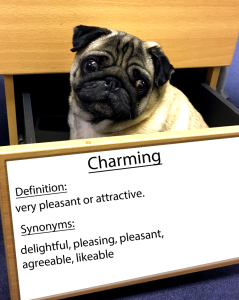 pug-word-of-the-day 24.fw