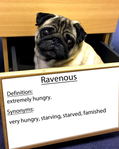 pug-word-of-the-day 31.fw