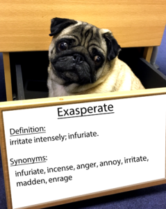 pug-word-of-the-day 33.fw