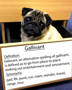 pug-word-of-the-day 34.fw