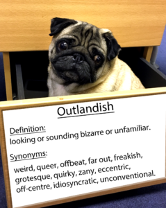 pug-word-of-the-day 37.fw