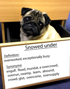 pug-word-of-the-day 39.fw
