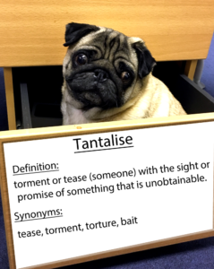 pug-word-of-the-day 37.fw
