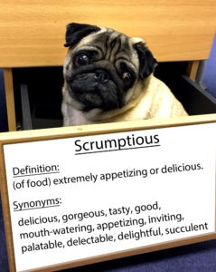 pug-word-of-the-day 37.fw