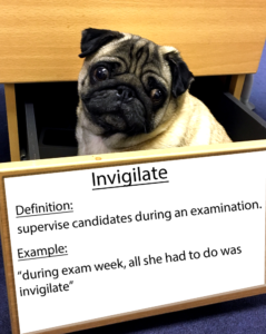 pug-word-of-the-day 37.fw