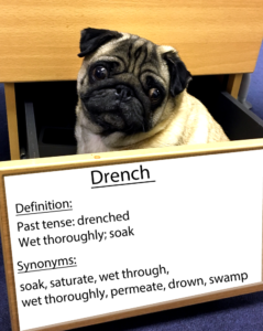 pug-word-of-the-day 37.fw