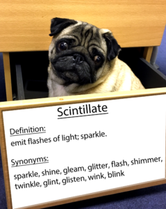 pug-word-of-the-day 37.fw